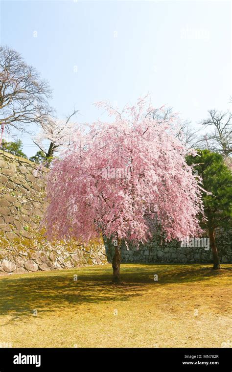 Cherry Blossoms in Morioka, Aomori Prefecture, Japan Stock Photo - Alamy