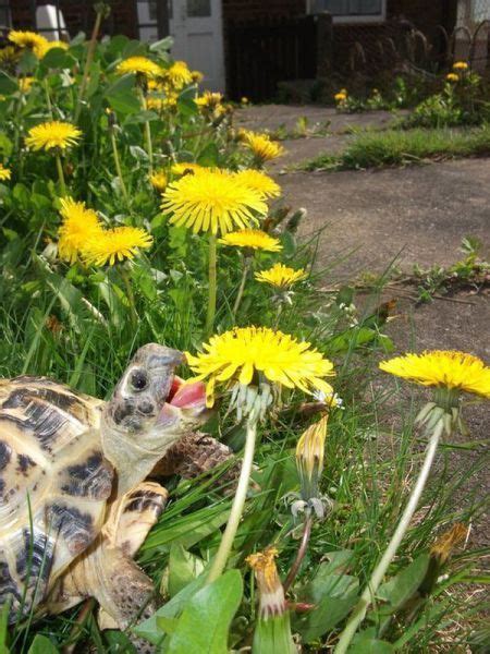 Newborn Leopard Tortoise Diet - deepposts