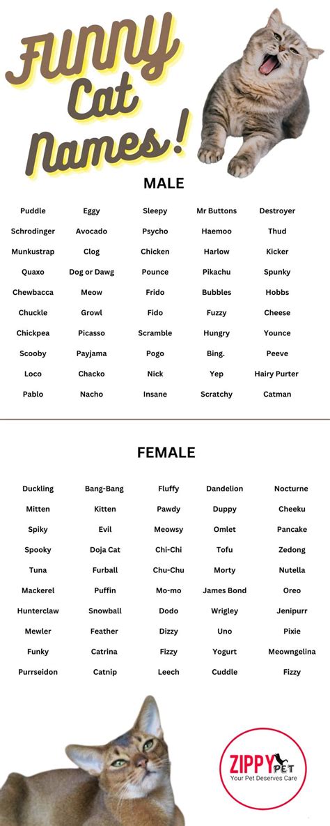 Funny Cat Names- Funny Cat Names for Boy, Girls, Unisex, Celebrity ...