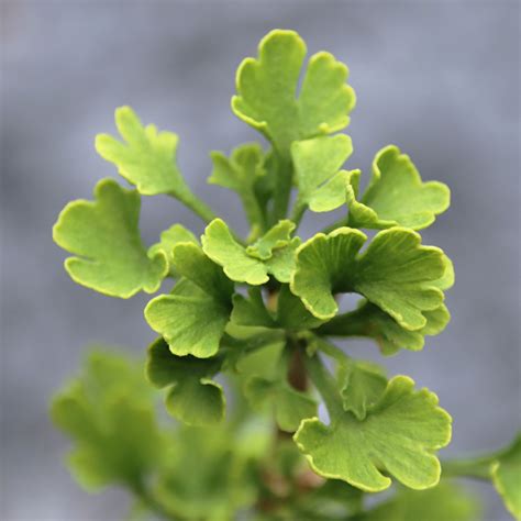 GINKGO BILOBA - 40 varieties 2/2 | Mundi Plantarum