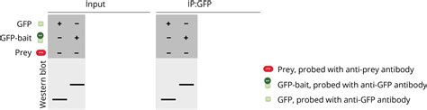 Co Ip Lysis Buffer Recipe | Dandk Organizer