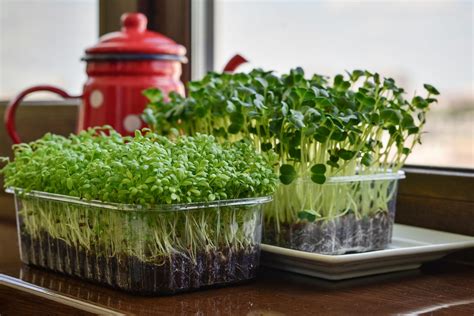 How To Plant Watercress Seeds | Storables