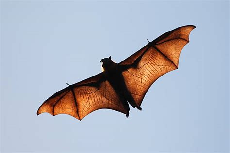 Royalty Free Bat Wings Pictures, Images and Stock Photos - iStock