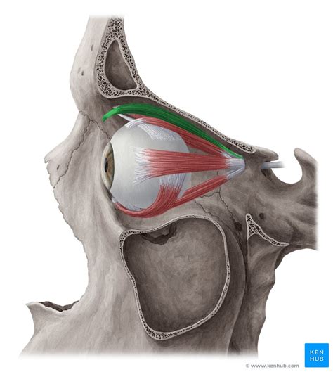 Levator palpebrae superioris: Anatomy,innervation,action | Kenhub