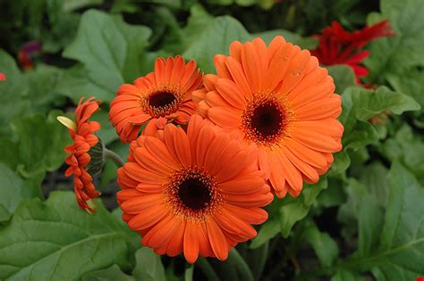 Orange Gerbera Daisy (Gerbera 'Orange') in Naperville Aurora Batavia ...