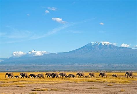 Amboseli National Park, with the Kilimanjaro in the background ...