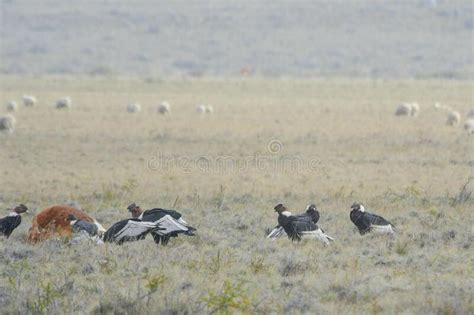 The Andean Condor is a Species of Bird in the Cathartidae Family. Stock Photo - Image of span ...