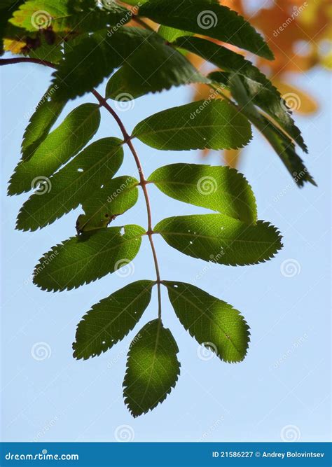 Mountain ash stock image. Image of leaves, nature, blue - 21586227