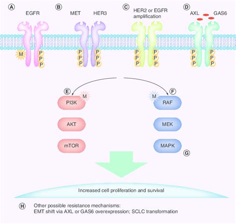 Main mechanisms of acquired resistance to EGF receptor tyrosine kinase... | Download Scientific ...