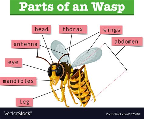 Anatomy of wasp with words Royalty Free Vector Image