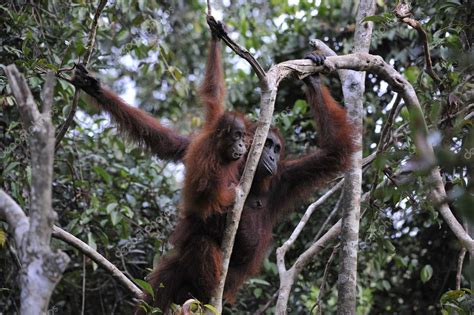 Mother Orangutan and Baby Stock Photo by ©SURZet 7107308