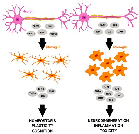 Cells | Free Full-Text | What Do Microglia Really Do in Healthy Adult Brain?