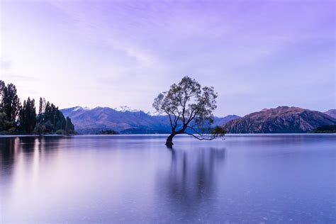 Wanaka, New Zealand. That Wanaka Tree (#thatwanakatree) at Sunset. [2560 × 1707] OC : r/EarthPorn