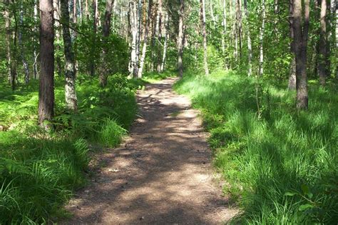 File:Forest bpk path cm02.jpg - Wikimedia Commons