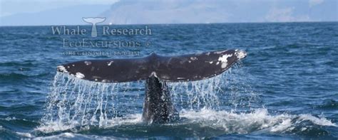 Whale Watching | Whale Research EcoExcursions