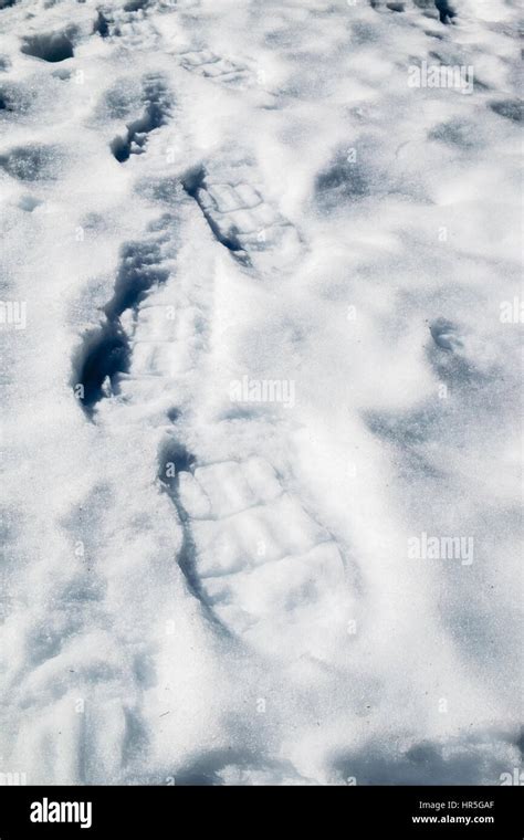 Close-up of snowshoe footprints in snow in winter Stock Photo - Alamy