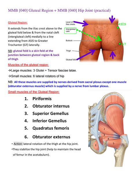 Diagram Of The Gluteal Fold