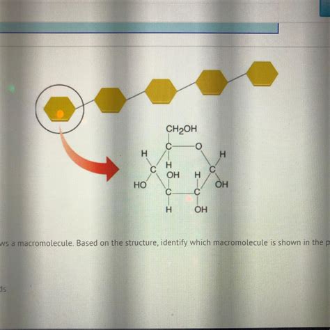 The image above shows a macromolecule. Based on the structure, identify which macromolecule is ...