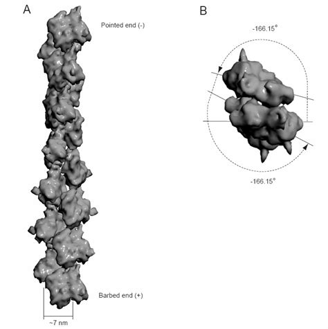 Actin filament assembly