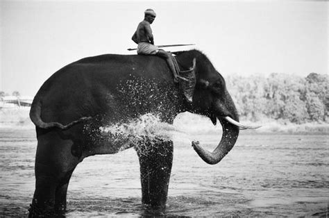 Elephant bath, Kerala, South India Elephant Bath, South India, Kerala ...