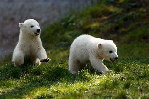 Twin polar bear cubs Nela and Nobby play outside their enclosure at ...