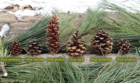 Pinus ponderosa (Ponderosa Pine): Minnesota Wildflowers