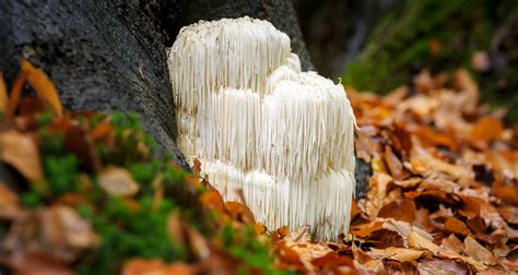 Lion’s Mane Mushroom Benefits for Memory, Focus and Mood