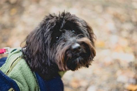 Top Aussiedoodle Haircuts (With Pictures) and DIY Grooming Tips