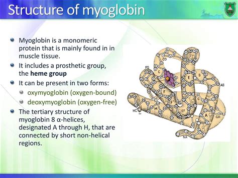 Globular proteins Myoglobin and hemoglobin - ppt download