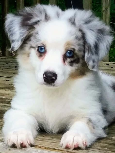 Download Adorable Australian Shepherd puppies playing outdoors ...