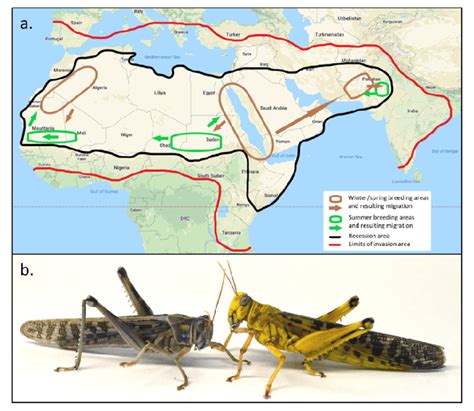 Geographical distribution of the desert locust and a picture of two... | Download Scientific Diagram