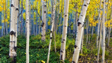 Aspen Tree Wallpaper (54+ images)