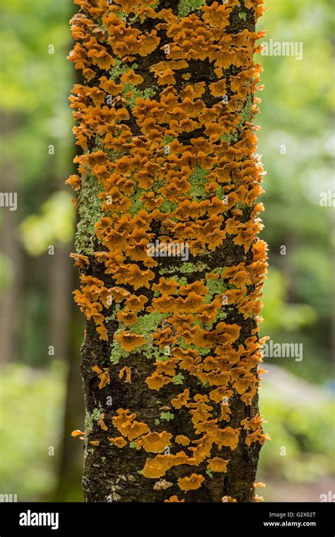 Flaky Orange Fungus Grows on Tree Trunk in summer forest Stock Photo ...