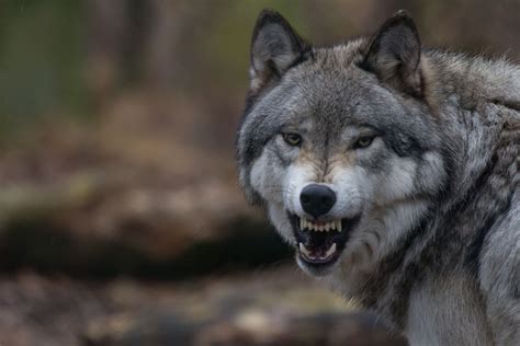 Download Snarl Animal Wolf 4k Ultra HD Wallpaper
