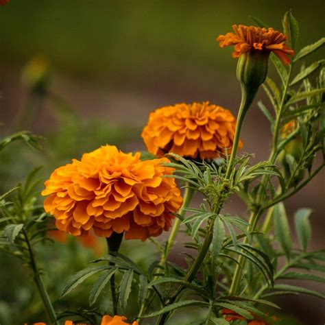 Flor de Cempasúchil, flor para adornar altares y tumbas en festividad de día de muertos # ...