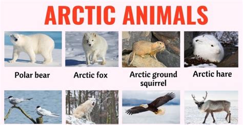 Arctic Animals: List of 32 Animals that Live in the Arctic with ESL ...