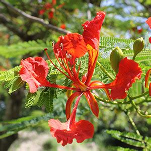 🇰🇳 St Kitts & Nevis National symbols: National Animal, National Flower.