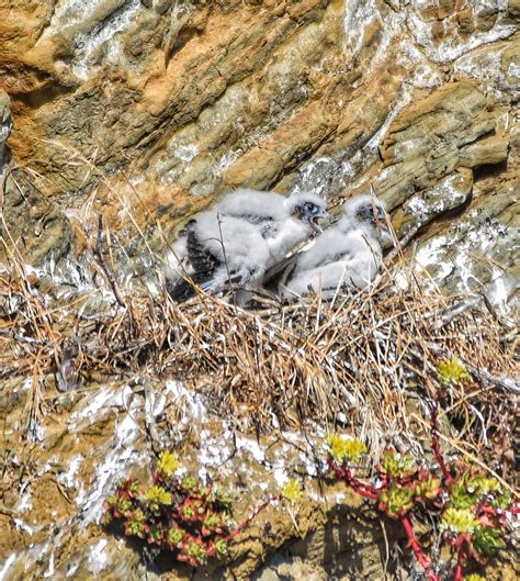 A THIRD Peregrine Falcon nest was discovered on the Mendocino coast ...