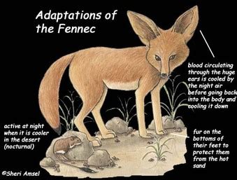 Fennec Fox - Adaptations on different Animals