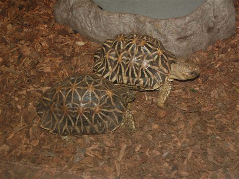 The Online Zoo - Indian Star Tortoise