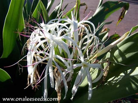 Crinum Lily: White Giant/Grand Spider Lily, Crinum asiaticum Seeds