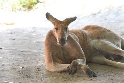 無料ダウンロード カンガルー 画像 204273-動物園 カンガルー 画像