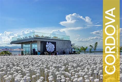 The 10,000 Roses Café of Cordova, Cebu's Newest Craze | Lakwatsero