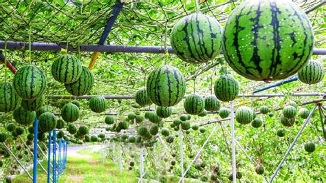 World's Most Expensive Watermelon - Japanese Black Watermelon Cultivation - Black Watermelon ...