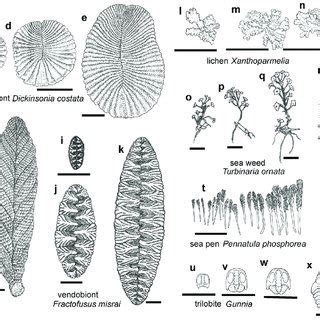 The placozoan Trichoplax adhaerens (a), and its reproduction by fission ...