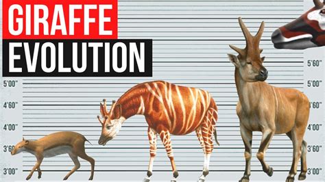 Okapi And Giraffe Evolution