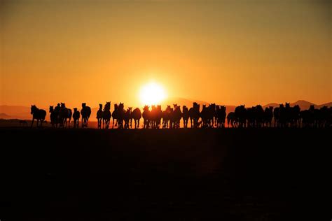 Herd of Horses at Sunset · Free Stock Photo