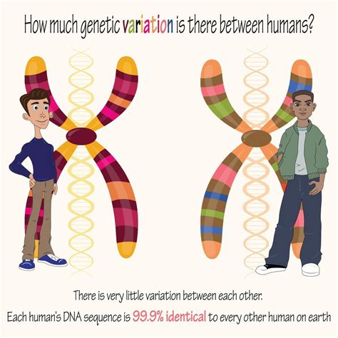 Human genetic variation 11973019 Vector Art at Vecteezy