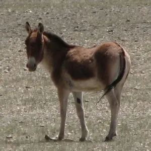 Kiang - Facts, Diet, Habitat & Pictures on Animalia.bio