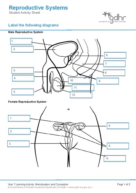 2.1 Reproductive systems Student Worksheet - Label the following diagrams Male Reproductive ...